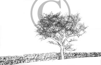 AFTER THE BLIZZARD by Shillington & District CC