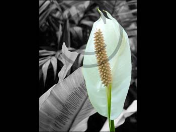 LILY MIX by Bedford CC
