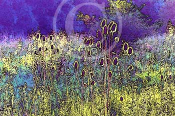 TEASELS IN BLOOM by Focus