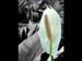 LILY MIX by Bedford CC