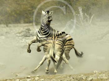 FIGHTING ZEBRAS by Leighton Buzzard PC