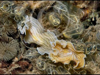 FLAT WORM by St Albans PS