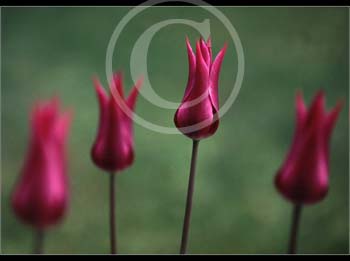 TULIPS by Buckingham CC