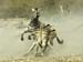 FIGHTING ZEBRAS by Leighton Buzzard PC
