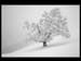 FROZEN TREE by Oxford PS