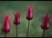 TULIPS by Buckingham CC