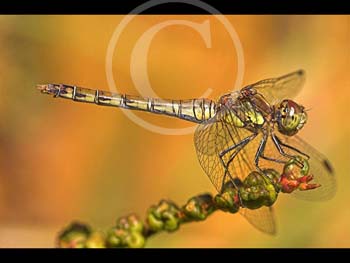 DRAGONFLY by New City PS