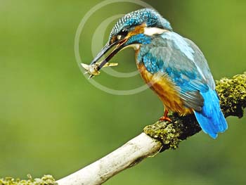 KINGFISHER WITH BULLHEAD by XRR PS