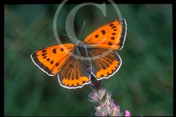 LARGE COPPER BUTTERFLY by Biggleswade & District CC