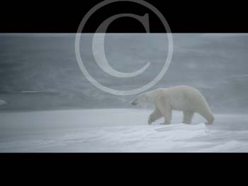 POLAR BEAR WALKING by Leighton Buzzard PC