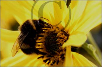 THE BEE by Olney C&PC