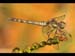 DRAGONFLY by New City PS