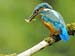 KINGFISHER WITH BULLHEAD by XRR PS