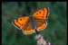 LARGE COPPER BUTTERFLY by Biggleswade & District CC