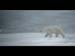 POLAR BEAR WALKING by Leighton Buzzard PC