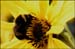 THE BEE by Olney C&PC
