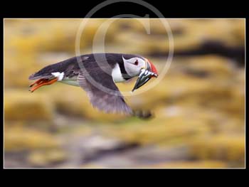 PUFFIN IN FLIGHT by Oxford PS