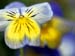 PANSY CONVERSATION by XRR PS