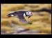 PUFFIN IN FLIGHT by Oxford PS