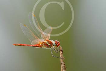 RED DRAGONFLY by Northampton CC