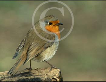 ROBIN by St Albans PS