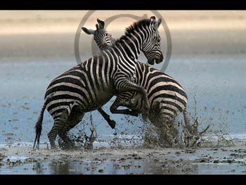 ZEBRA FIGHT by Bedford CC