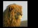 LION KING by Buckingham CC
