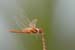 RED DRAGONFLY by Northampton CC