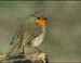 ROBIN by St Albans PS