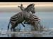 ZEBRA FIGHT by Bedford CC