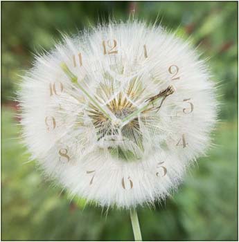 GG Dandelion clock