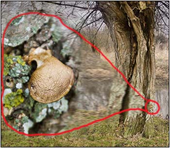 GG Focus on the fungus