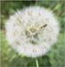 GG Dandelion clock