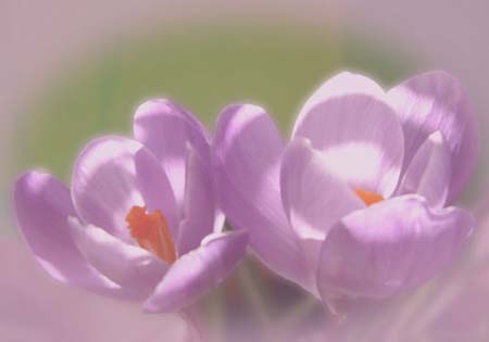 Crocus