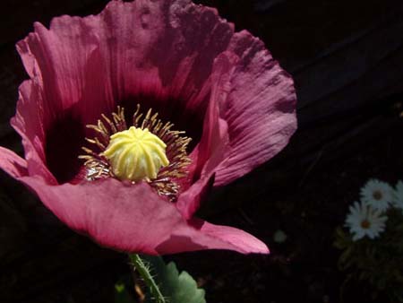 Poppy
