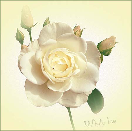 White Ice