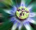Passion Flower