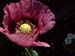 Poppy