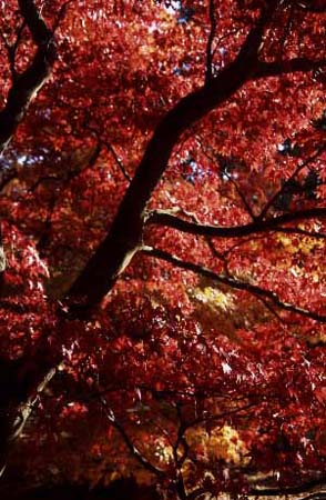 Westonbirt