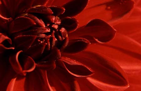 red dahlia