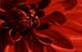 red dahlia