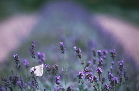 Lavendar Field