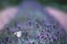 Lavendar Field