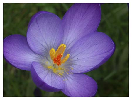 Crocus