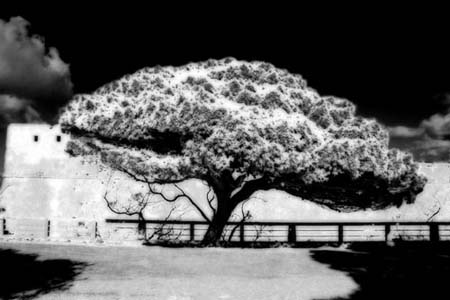 InfraRedTree