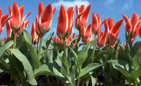 Tulips