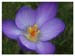 Crocus