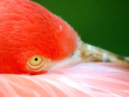 Flamingo
