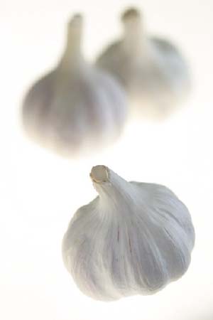 Garlic