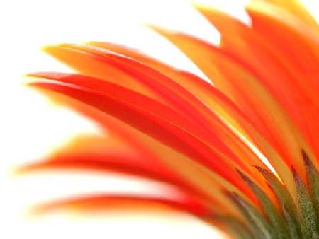 Gerbera